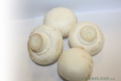 Pieczarka biała 40 - 60 mm