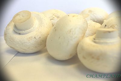 Pieczarka biała 60 - 100 mm Riesen